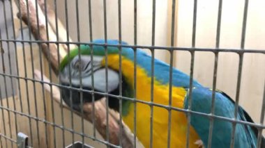 Büyük mavi ve sarı papağan Ara ararauna bir kafeste tohum yiyor.