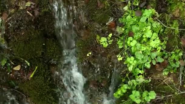 Καθαρό πόσιμο νερό που πέφτει κάτω από την πηγή του δάσους και ρέει μέσα από τα βρύα πέτρες, φυσική πηγή νερού — Αρχείο Βίντεο