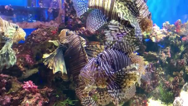 Tropical coloré récif corallien poisson lionfish blanc, Pterois volitans nager dans l'aquarium de mer gros plan — Video