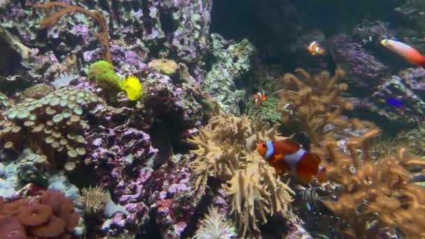 Onderwaterwereld van de Rode Zee, kleurrijke koraalrif vissen, Anemonen en clownvissen drijvend in zee aquarium — Stockvideo