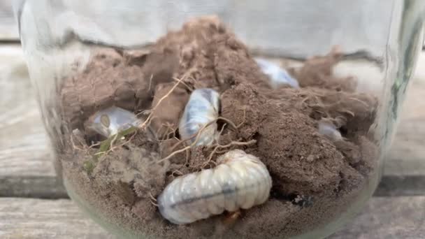 De larve van belangrijke plaag van de plant, de larve van meikever of meiwants Melolontha melolontha, close-up van witte larven die zich in de grond graven — Stockvideo