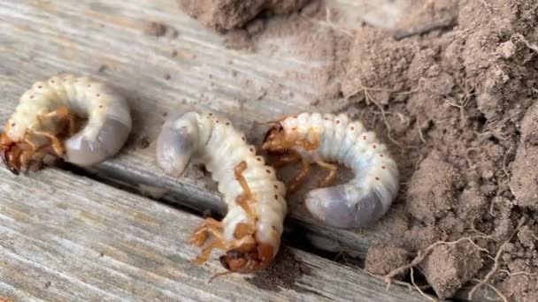 Larva hama penting tanaman, grub Mei kumbang Common Cockchafer atau Mei Bug Melolontha melolontha, menutup dari grubs putih menggali ke dalam tanah — Stok Video