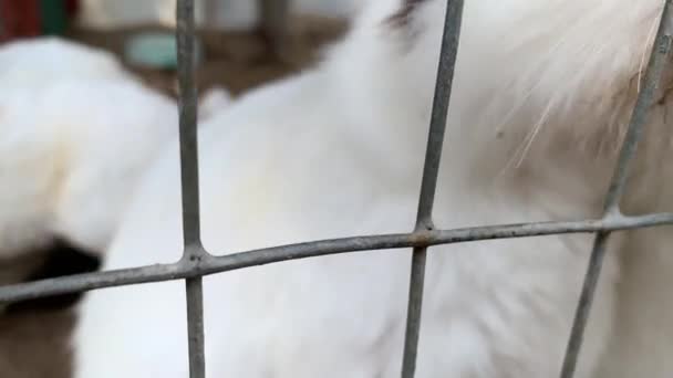 Cute hungry domestic furry white and black spotted farm rabbits bunny behind the bars of cage at animal farm begging for food, livestock food animals growing in cage — 비디오