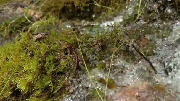 Ormandan dökülen temiz içme suyu yosunlu taşların arasından akar. Doğal su kaynağı. — Stok video