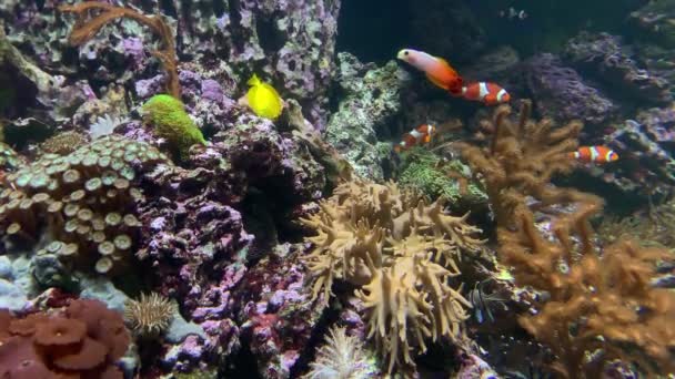 Monde sous-marin de la mer Rouge, poissons de récif coralliens colorés, anémones et clowns flottant dans l'aquarium marin — Video