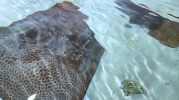 Store elektriske stråler og revhaier som sakte svømmer i vann nær sandbunnen – stockvideo