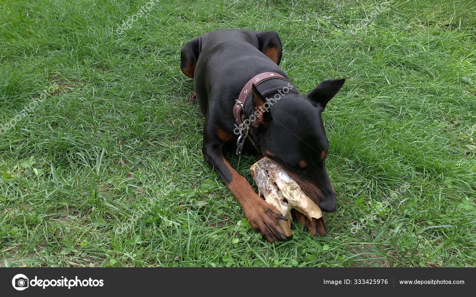 doberman big bone