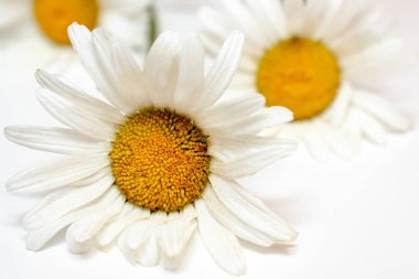 Güzel papatya papatya çiçekler, beyaz arka plan üzerinde şifalı otlar