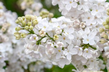 İhale hassas beyaz leylak çiçekler ve tomurcukları bahar güneşli bir günde yakın