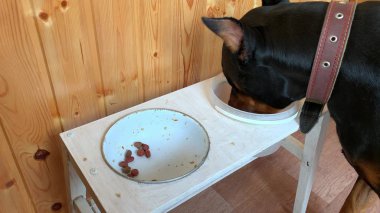 Hungry black and tan cropped doberman pinscher with cut ears greedily eating food from a dog bowl clipart