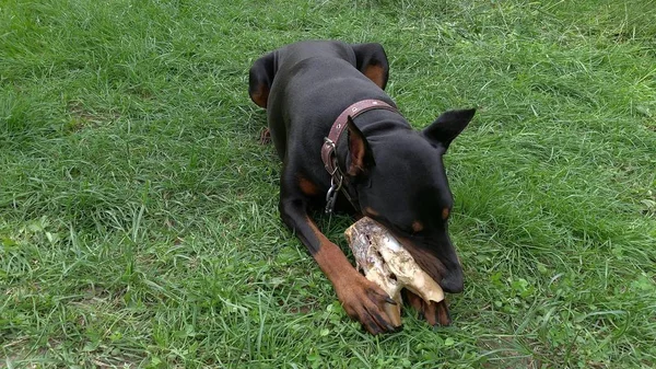 Big black and tan cropped doberman pinscher with cut ears lying on the grass and greedily chewing gnawing a big bone