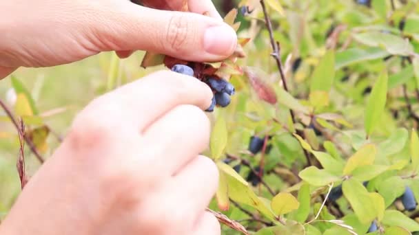 Руки собирают голубые ягоды жимолости, Вудбайн закрывается — стоковое видео