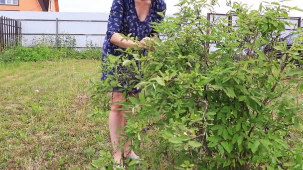 Жінка збирає сині ягоди жимолості, дерев'яна гілка в саду — стокове відео