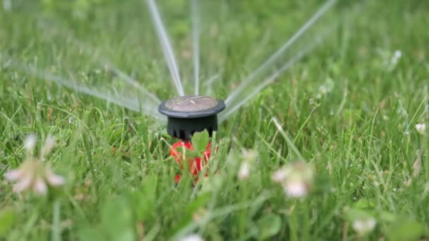 Sistema de irrigação automática, pulverizador de aspersão de gramado em ação regando grama e plantas . — Vídeo de Stock