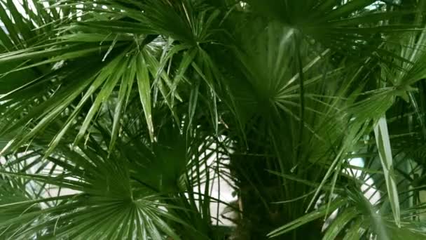 Liście palmy podlewania przez automatyczny system nawadniania, zraszacz trawnika w akcji, strumień wody spada na liście i kapanie w dół — Wideo stockowe