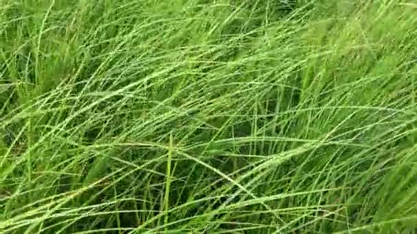 Зеленый травяной фон с длиннолистной травой, качающейся на ветру, дикая природа близко — стоковое видео