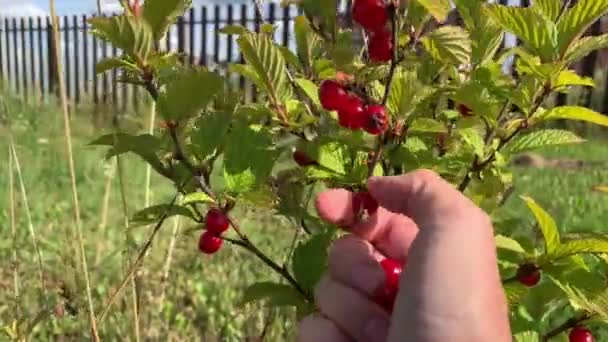 A gardener picking gathering red berries of tasty nankin cherry, close up — Stock Video