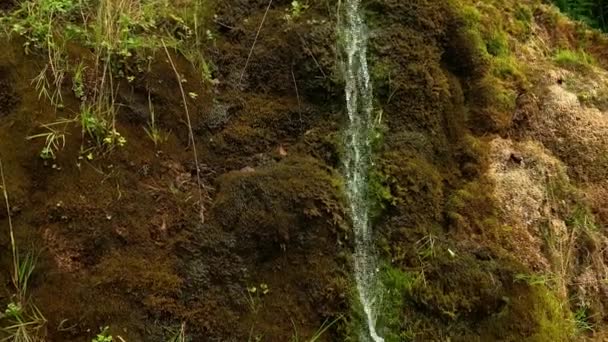 Helder drinkwater dat uit de bron van het bos valt en stroomt door de mossige stenen, natuurlijke waterbron — Stockvideo