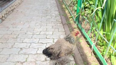 Bir çiftlik avlusunda özgürce dolaşan kahverengi bir yumurta, organik kümes hayvanları çiftliği