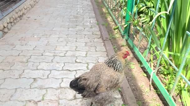 Une poule pondeuse brune marchant librement dans une cour de ferme, ferme avicole biologique — Video