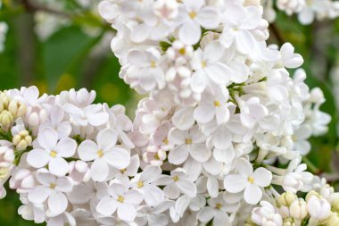 İhale hassas beyaz leylak çiçekler ve tomurcukları bahar güneşli bir günde yakın