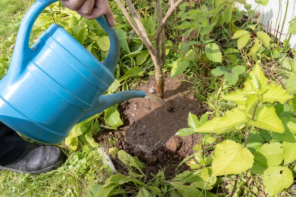 Bir bahçıvan bitkileri plastik sulama tenekesinden sular, bitkileri sular, çiftçilik, bahçıvanlık ve bahçıvanlık kavramı
