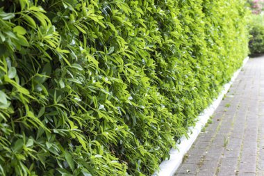 Evi gürültüden ve meraklı gözlerden koruyan yeşil bir çit. Çevre dostu.