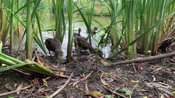 Petit canard drôle et mignon courant entre les roseaux et mangeant du pain près de l'étang, angle bas 