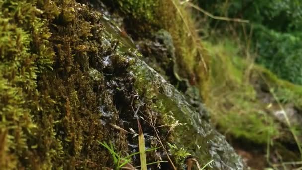 Ormandan dökülen temiz içme suyu yosunlu taşların arasından akar. Doğal su kaynağı. — Stok video