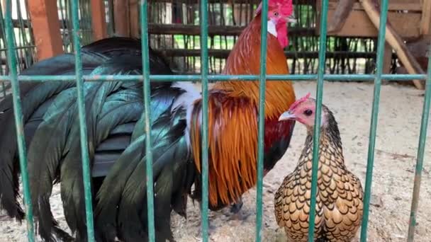 Belo e colorido galo e uma galinha andando em uma fazenda e olhando na câmera de perto — Vídeo de Stock