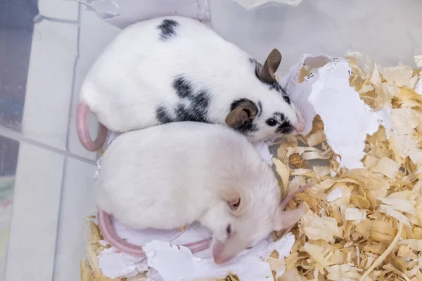 Пара приручених домашніх тварин, мишей, старих білих альбіносів і молодих плямистих мишей, які живуть разом у клітці, вони друзі — стокове фото