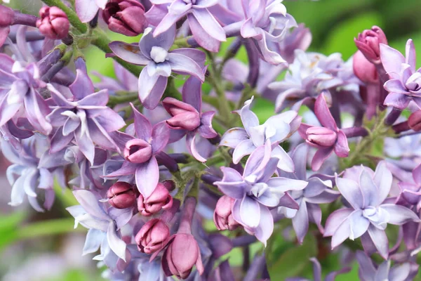 Blight violeta rama lila de flores de cerca en primavera —  Fotos de Stock