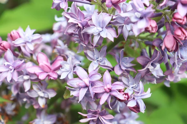 Blåviolett lila gren av blommor nÃ ¤ra pÃ ¥vÃ ¥ren — Stockfoto