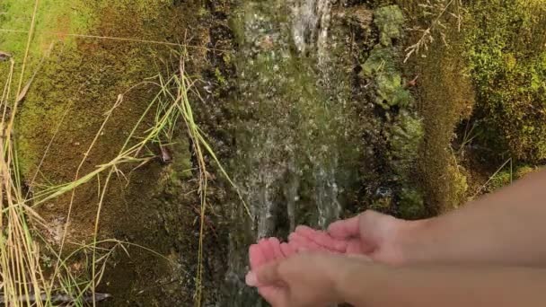 Τα χέρια του διψασμένου τουρίστα να πάρει, κρατώντας το νερό με το χέρι από ένα δάσος ή ορεινή πηγή και πίνοντας — Αρχείο Βίντεο