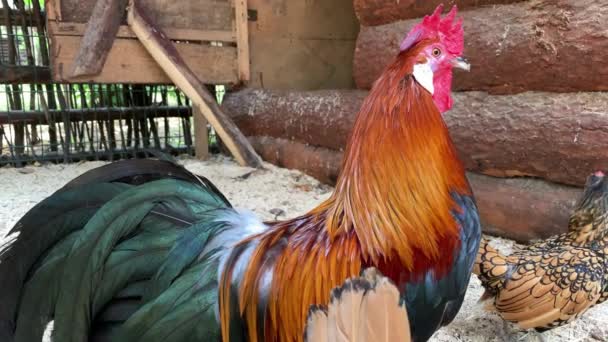 Belo e colorido galo e uma galinha andando em uma fazenda e olhando na câmera de perto — Vídeo de Stock