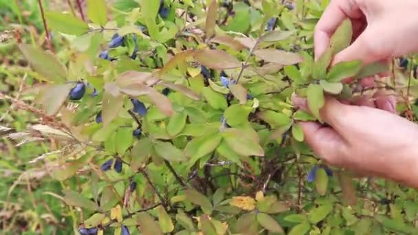 Mãos colhendo bagas azuis de madressilva, madeira de perto — Vídeo de Stock