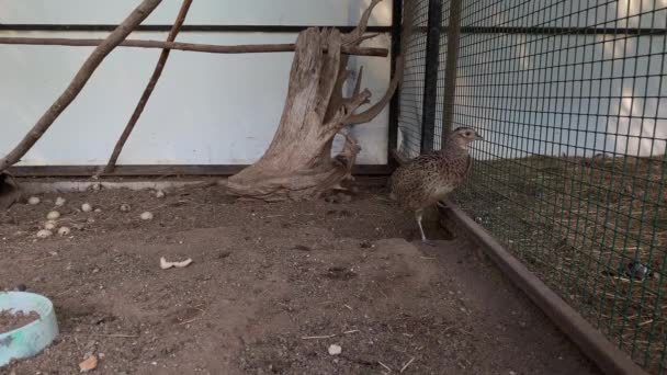 Faisão fêmea correndo de canto a canto na gaiola em uma fazenda de aves — Vídeo de Stock