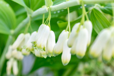 Polygonatum multiflorum çiçekleri, çiçek açan Avrasya Süleyman 'ın bir bahar arkaplanı olarak yakınlaşır.
