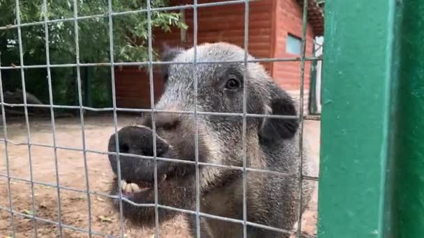 Animales de granja pidiendo comida, jabalí hambriento pidiendo comida a través de una valla metálica de cerca — Vídeo de stock