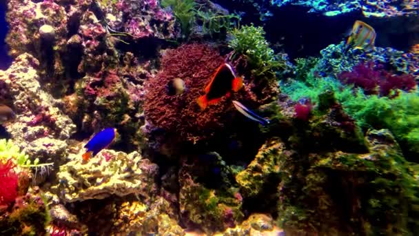 Un hermoso acuario tropical de agua dulce con peces flotando lentamente nadando en el agua — Vídeos de Stock