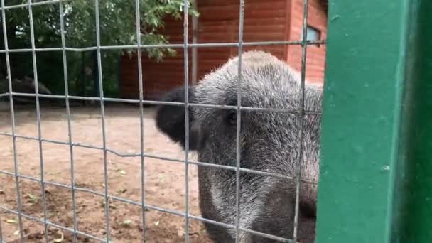 Animales de granja pidiendo comida, jabalí hambriento pidiendo comida a través de una valla metálica de cerca — Vídeos de Stock