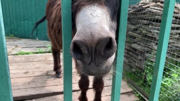 Farm animals begging for food, hungry donkey poked his head muzzle with big nostrils through the bars of metal fence close up — Stock Video
