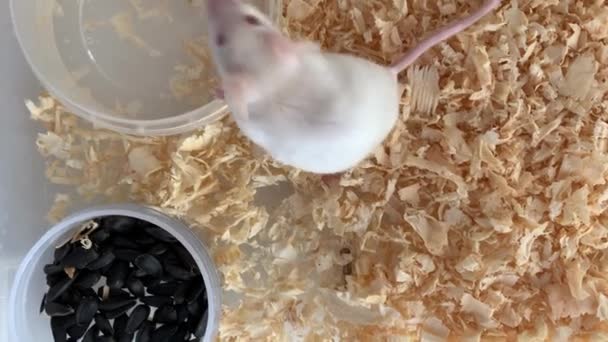 Biały albinos laboratorium myszy siedzi i działa w plastikowym pudełku, klatka, cute little gryzonia pysk zbliżenie, zwierzę koncepcja — Wideo stockowe