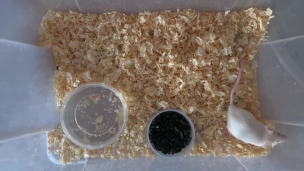 흰 알비노 실험실 쥐가 플라스틱 상자 안에서 돌아다니다가 뒷다리 위에 서 있습니다. 귀엽고 작은 설치류이고, 애완 동물 개념이죠. — 비디오