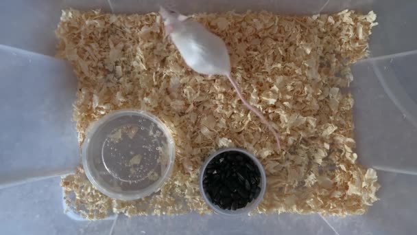 Plastik bir kutuda koşup yiyecek arayan beyaz albino laboratuvar faresi, sevimli küçük kemirgen, evcil hayvan konsepti — Stok video