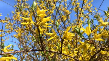 İlkbaharda sarı çiçek açan Forsythia çiçekleri kapanıyor. Golden Bell, Forsythia Sınırı Forsythia x intermedia, Avrupa 'nın en güzel çalısı.