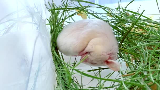 Pequeña Mascota Peluda Linda Ratón Blanco Manso Con Bozal Bastante — Vídeos de Stock