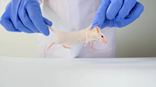 A scientist in blue gloves holding white abino lab laboratory mouse by tail and scruff in order to conduct an experiment and test vaccine.