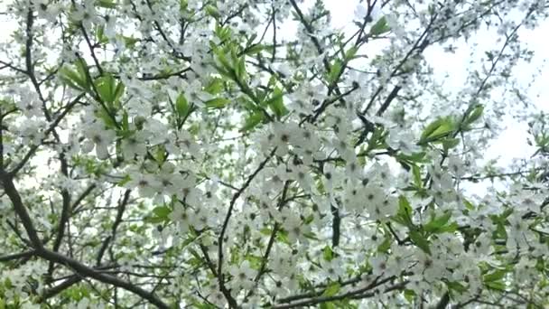 Cerezo Floreciente Primavera Muchas Flores Blancas Delicadas Tiernas Los Braches — Vídeo de stock