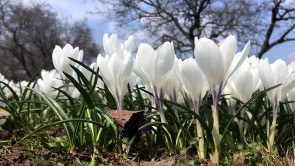 White crocuses growing on the ground in early spring close up, first spring flowers blooming in garden on blue sky background — Stock Footage White Crocuses Growing Ground Early Spring Close First Spring Flowers Video Clip